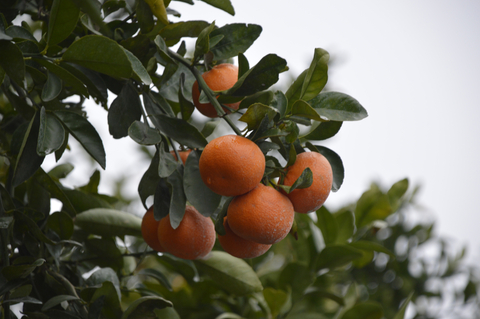 mandarin petitgrain essential oil 2