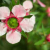 manuka essential oil 2