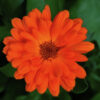 marigold co2 extract 2