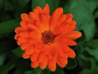 dreamstime_xs_32297059CalendulaMarigold marigold co2 extract 2