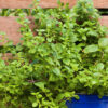 dreamstime_xs_28466233Marjoram marjoram essential oil 2