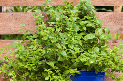 dreamstime_xs_28466233Marjoram marjoram essential oil 2