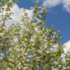 dreamstime_xs_37581243MayTree-1 may chang essential oil 2