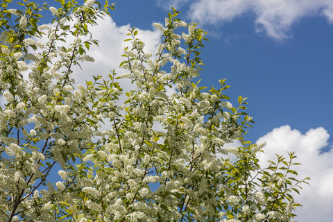 dreamstime_xs_37581243MayTree-1 may chang essential oil 2