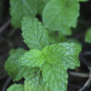 dreamstime_xs_35702455Melissa-228x300 melissa essential oil 2
