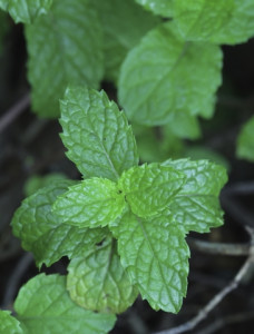 melissa essential oil 2