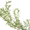dreamstime_xs_25376210SaturejaMontana-400x266 mountain savory essential oil 2