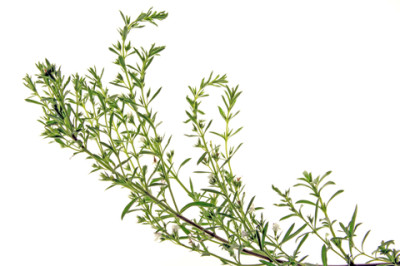 dreamstime_xs_25376210SaturejaMontana-400x266 mountain savory essential oil 2
