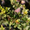 dreamstime_xs_49192268Myrtle myrtle essential oil 2