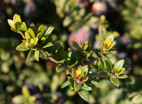 dreamstime_xs_49192268Myrtle myrtle essential oil 2