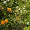 neroli essential oil 2