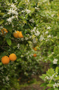 dreamstime_xs_30800124OrangeBlossom-198x300 neroli essential oil 2