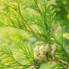 nootka essential oil 3
