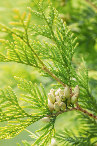 dreamstime_xs_43187302Nootka nootka essential oil 3
