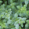 dreamstime_xs_42149858Oregano oregano essential oil 2