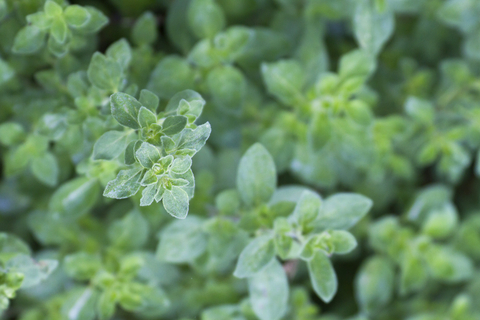 dreamstime_xs_42149858Oregano oregano essential oil 2