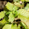 dreamstime_xs_42182216-Patchouli-2-400x265 patchouli reserve essential oil 2