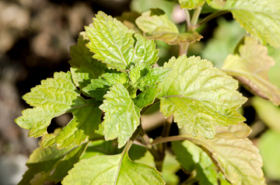 dreamstime_xs_42182216-Patchouli-2-400x265 patchouli reserve essential oil 2