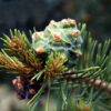 dreamstime_xs_7279956PinonCone piñon pine cone essential oil 2