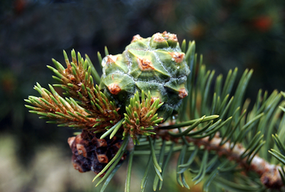dreamstime_xs_7279956PinonCone piñon pine cone essential oil 2