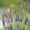 dreamstime_xs_17772376SpikeLav spike lavender essential oil 2