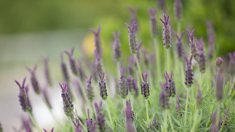 spike lavender essential oil 2
