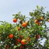 sweet orange essential oil 2