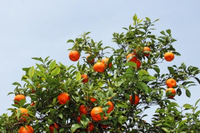 sweet orange essential oil 2