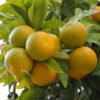 dreamstime_xs_61452927YellowMandarins yellow mandarin essential oil 2