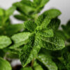 dreamstime_xs_30271080PeppermintLeaves peppermint essential oil 2