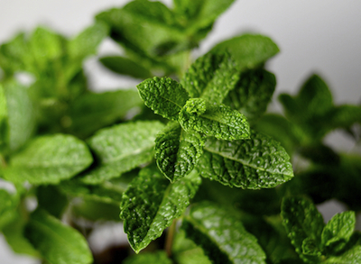 dreamstime_xs_30271080PeppermintLeaves peppermint essential oil 2