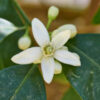 dreamstime_xs_31058363PetitgrainSurFleurs-360x360 petitgrain sur fleurs essential oil 2
