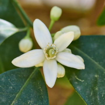 dreamstime_xs_31058363PetitgrainSurFleurs-360x360 petitgrain sur fleurs essential oil 2