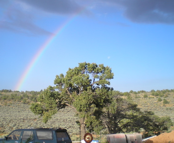 KS-Pinon piñon-pine-essential-oil-2