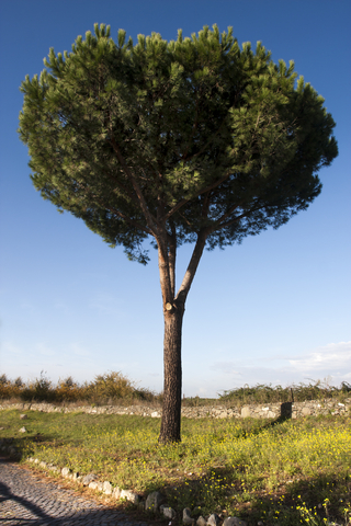 dreamstime_xs_46554664PinusPinaster pine terebinth essential oil 2