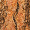 dreamstime_xs_26707702PondeRosa-199x300 ponderosa pine essential oil 2