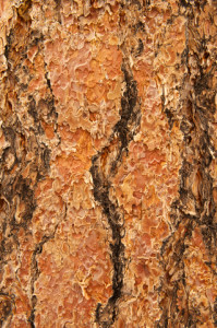 dreamstime_xs_26707702PondeRosa-199x300 ponderosa pine essential oil 2