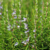 rosemary essential oil 2