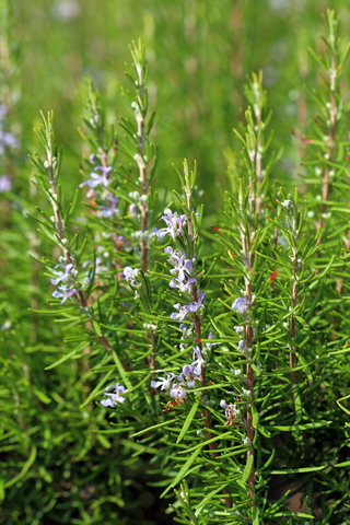 dreamstime_xs_47656336RosemaryV rosemary essential oil 2