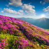 dreamstime_xs_53958835Rhododendron rhododendron essential oil 2