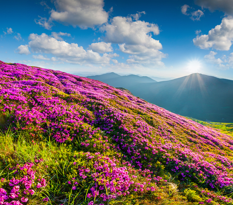 dreamstime_xs_53958835Rhododendron rhododendron essential oil 2