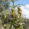 dreamstime_xs_51821110RockRose rock rose essential oil 2