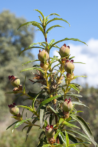dreamstime_xs_51821110RockRose rock rose essential oil 2