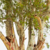 rosalina essential oil 2