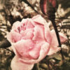 rose otto from turkey 2