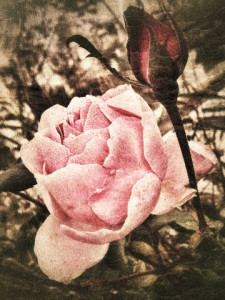 dreamstime_xs_27654679RosaDamascena-225x300 rose otto from turkey 2