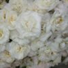 rose otto from bulgaria 2