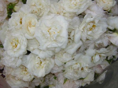roses2-400x299 rose otto from bulgaria 2