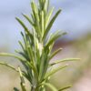 dreamstime_xs_rosemaryleaf-240x360 rosemary co2 extract 2