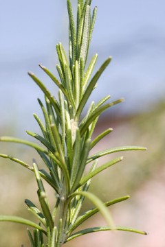 dreamstime_xs_rosemaryleaf-240x360 rosemary co2 extract 2